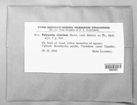 Trichaptum abietinum image